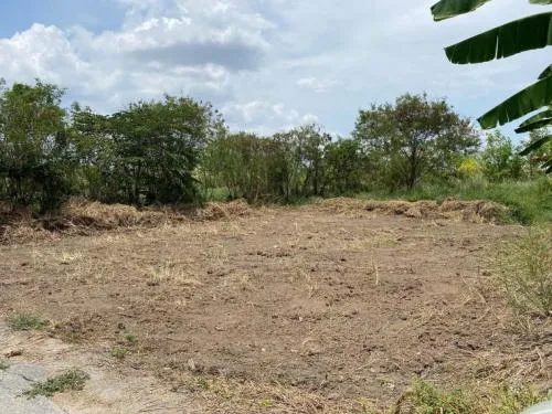 For Sale land Bang Muang - Bang Khu Lat Road , Bang Muang , Bang Yai , Nonthaburi , CX-104122