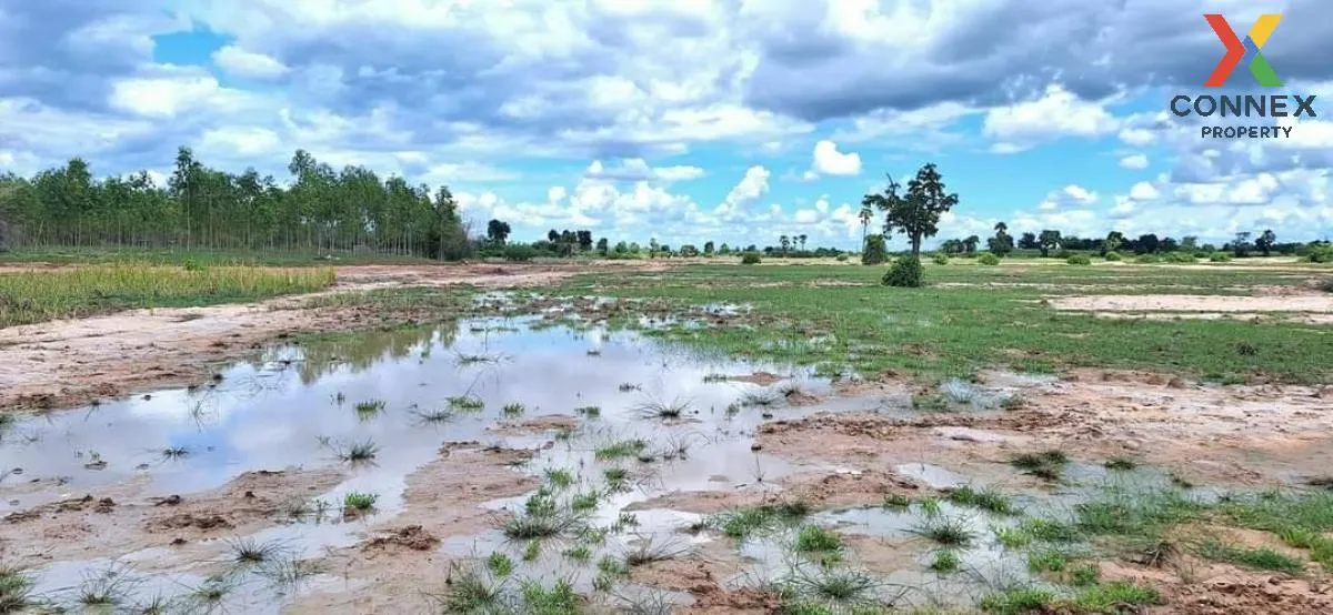 For Sale Land in Nakornratchasima , wide frontage , Ban Wang , Non Thai , Nakhon Ratchasima , CX-106379 2