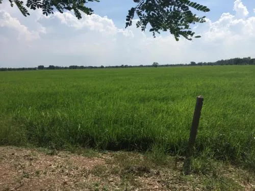 For Rent land  61 rai of Saraburi , Nong Khaem , Nong Khae , Saraburi , CX-111502