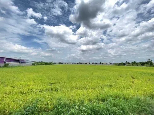For Sale Good location land in Sam Khok, Pathum Thani. , Thai Ko , Sam Khok , Pathum Thani , CX-115364