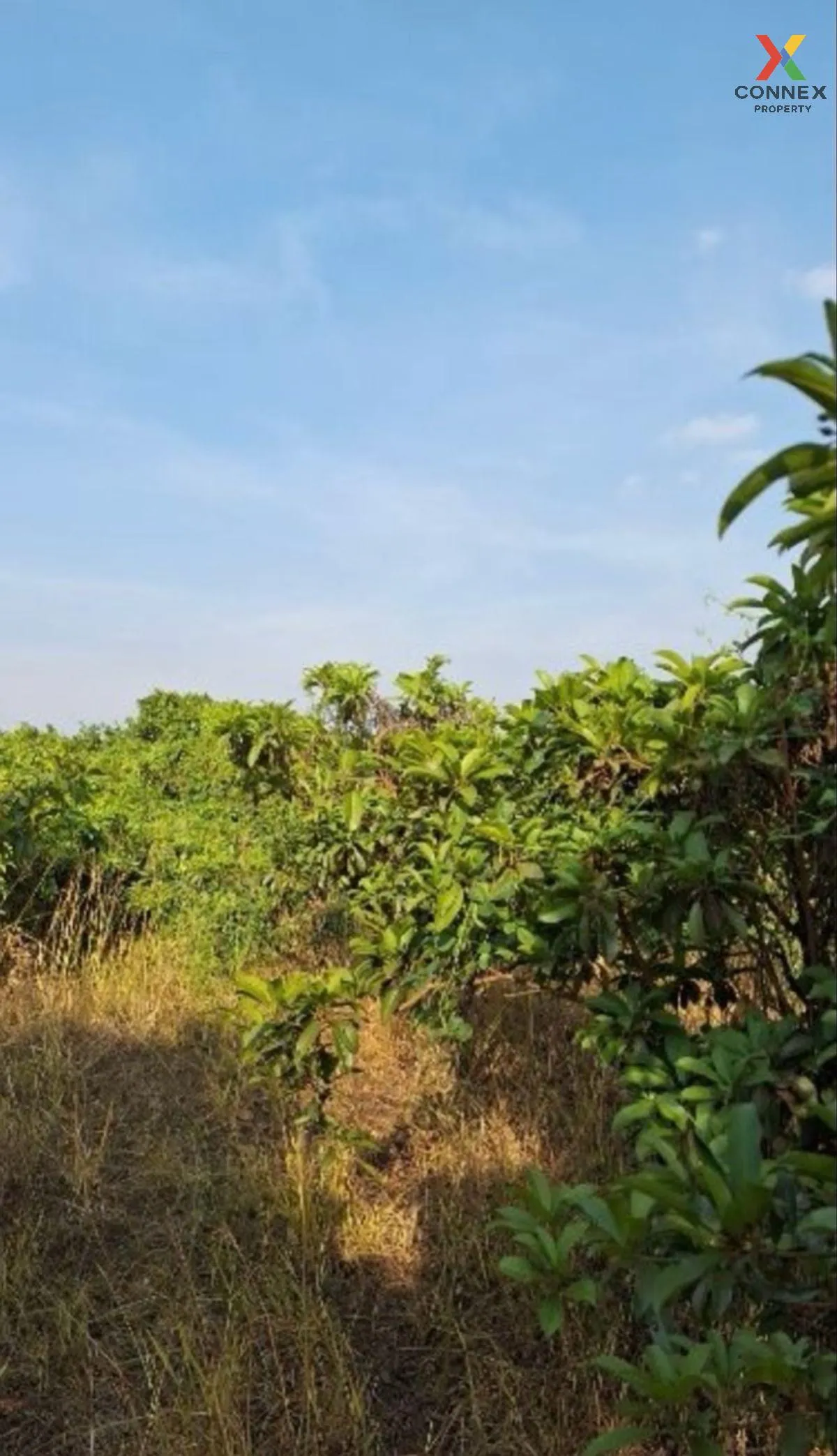 For Sale Vacant land, Samko District, Ang Thong Province, 5 rai 1