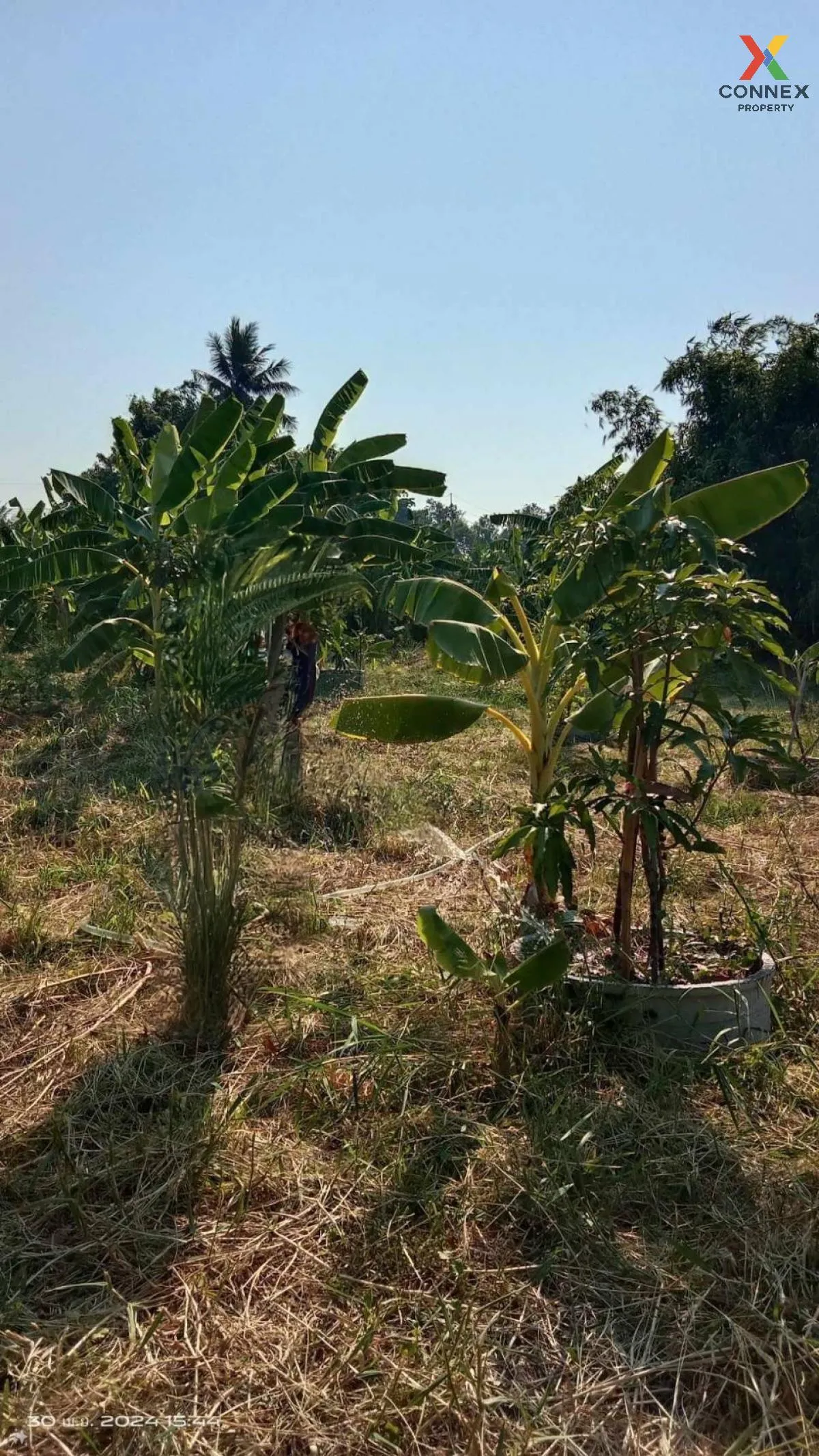 For Sale Bang Bon land 436 square wah 3 Soi Yaem Phaka 2 , Nong K 2