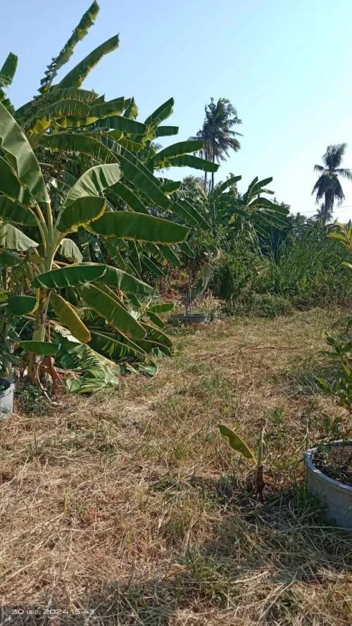 For Sale Bang Bon land 436 square wah 3 Soi Yaem Phaka 2 , Nong Khaem , Nong Khaem , Bangkok , CX-106836