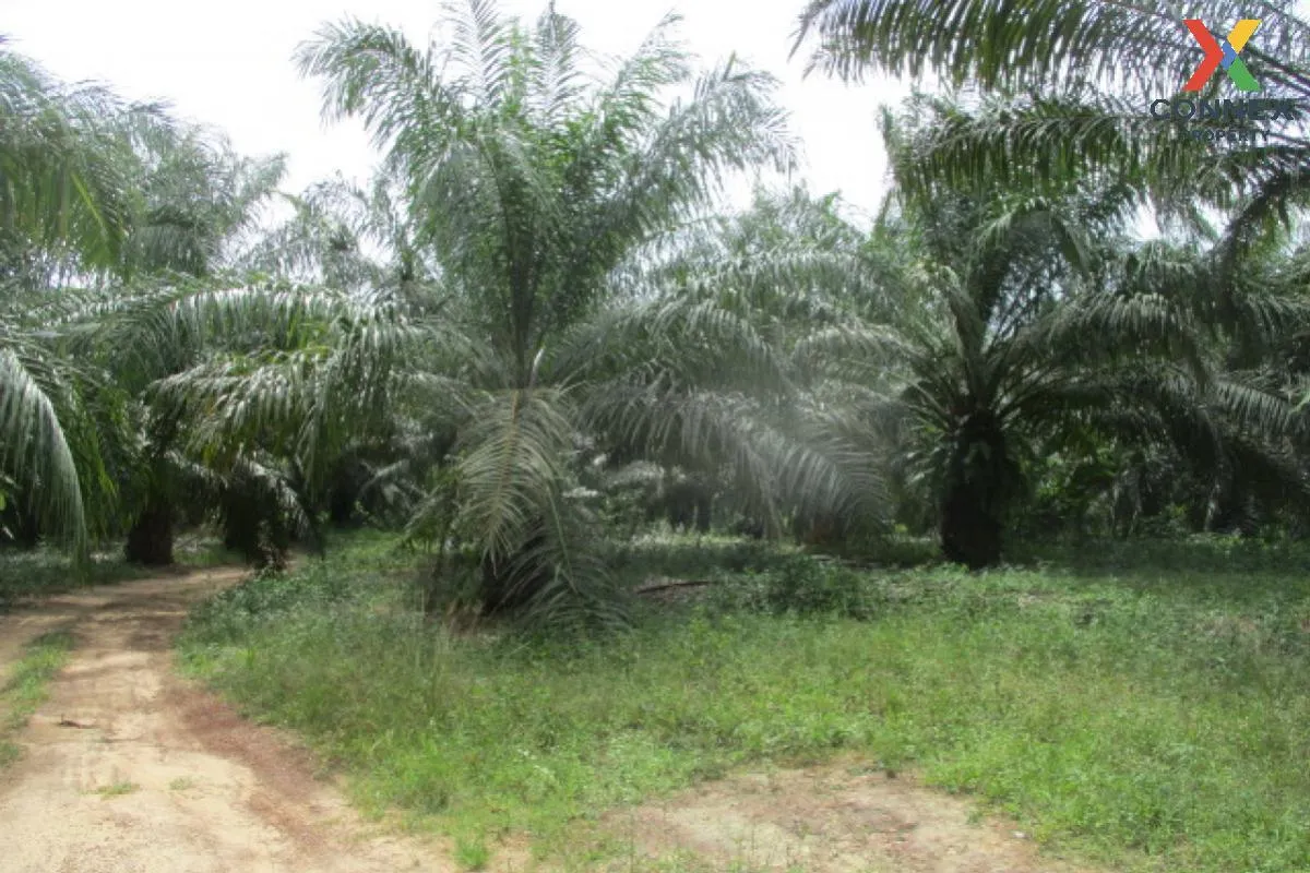 For Sale Vacant land Surat Thani , Nam Hak , Khiri Rat Nikhom , S 3