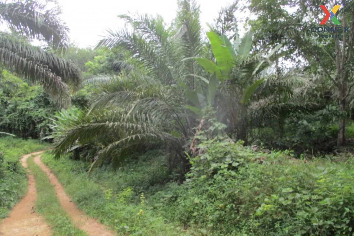 For Sale Vacant land Surat Thani , Nam Hak , Khiri Rat Nikhom , S 4