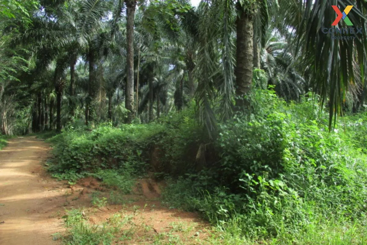 For Sale Vacant land Surat Thani , Nam Hak , Khiri Rat Nikhom , S