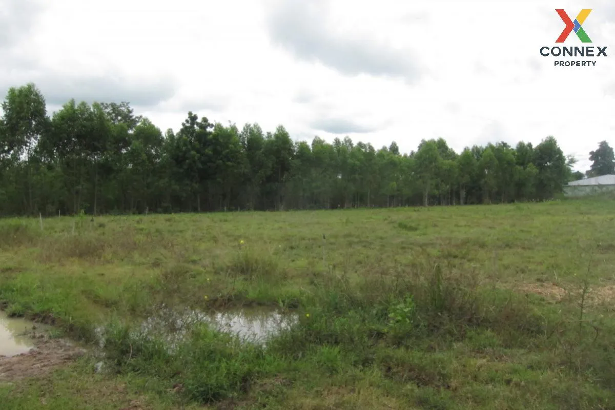 For Sale Empty land (Ban Non, Nong Yai) , Phak Kha , Watthana Nak
