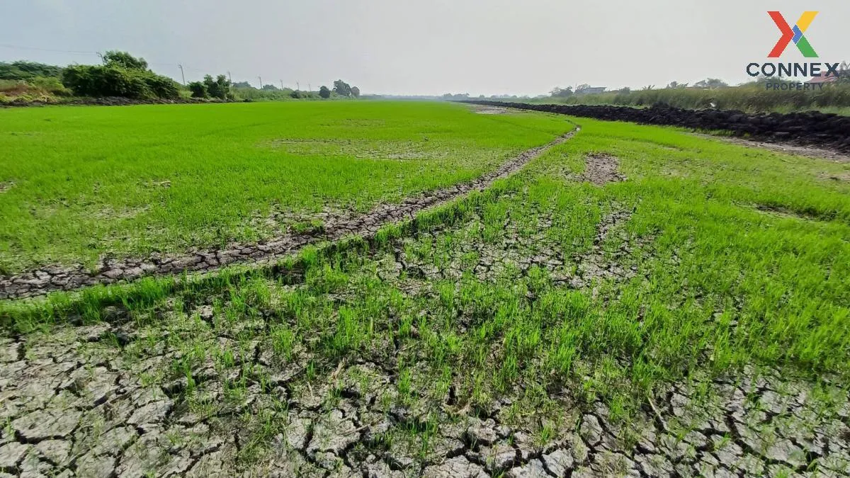 For Sale Land area 50 rai 3 ngan 79 sq m  next to Khumklao Road , 4