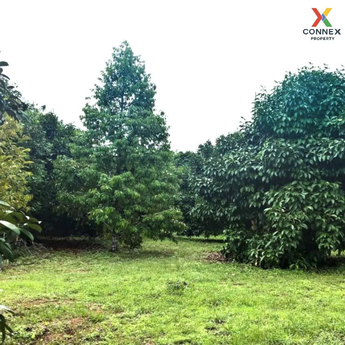 ขายสวนผลไม้เมืองจันท์ เนื้อที่  6 ไร่ 39 ตรว จันทบุรี - สระแก้ว ม ขายสวนผลไม้เมืองจันท์ เนื้อที่  6 ไร่ 39 ตรว จันทบุรี - สระแก้ว ม 1