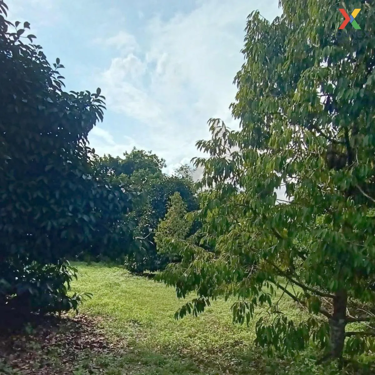 ขายสวนผลไม้เมืองจันท์ เนื้อที่  6 ไร่ 39 ตรว จันทบุรี - สระแก้ว ม ขายสวนผลไม้เมืองจันท์ เนื้อที่  6 ไร่ 39 ตรว จันทบุรี - สระแก้ว ม 2