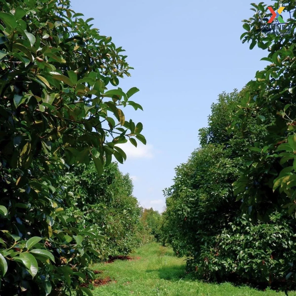 ขายสวนผลไม้เมืองจันท์ เนื้อที่  6 ไร่ 39 ตรว จันทบุรี - สระแก้ว ม ขายสวนผลไม้เมืองจันท์ เนื้อที่  6 ไร่ 39 ตรว จันทบุรี - สระแก้ว ม 3