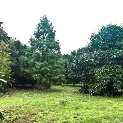 ขายสวนผลไม้เมืองจันท์ เนื้อที่  6 ไร่ 39 ตรว จันทบุรี - สระแก้ว มะขาม มะขาม จันทบุรี CX-111656