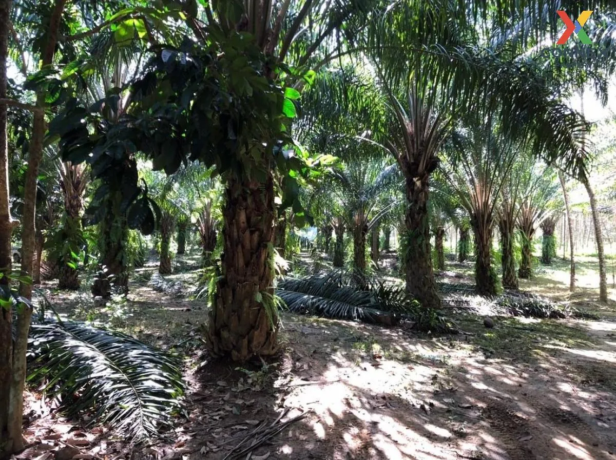 For Sale Land with buildings 14 rai Surat Thani , Phang Kan , Mue 1