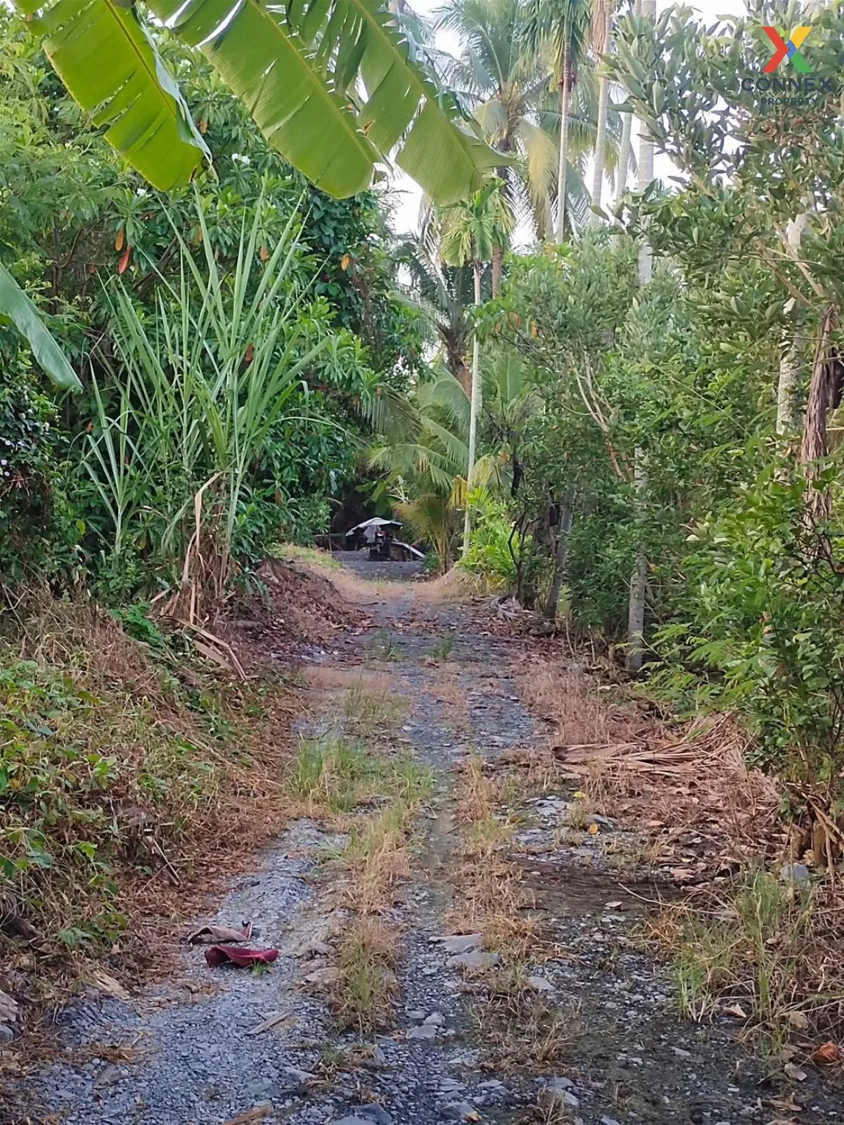 ขายที่ดินเปล่า ถนนไร่ขิง-ดอนหวาย ใกล้แหล่งท่องเที่ยว หอมเกร็ด สาม 3