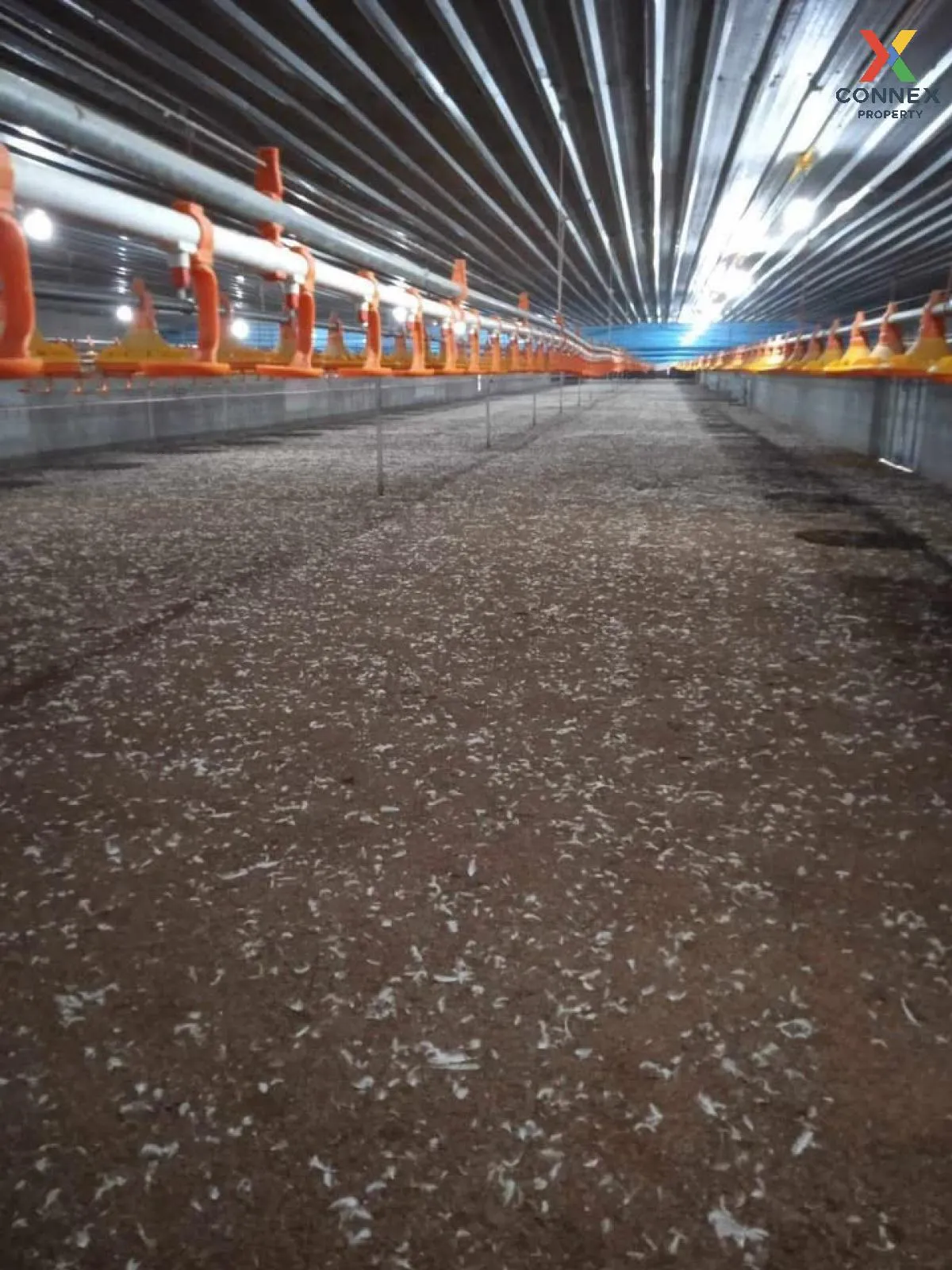 ขายขายฟาร์มไก่พันธ์เนื้อ ปงยางคก ห้างฉัตร ลำปาง CX-114928