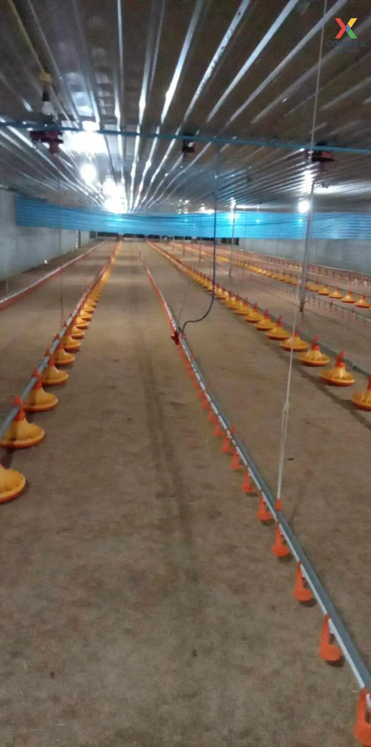 ขายขายฟาร์มไก่พันธ์เนื้อ ปงยางคก ห้างฉัตร ลำปาง CX-114928