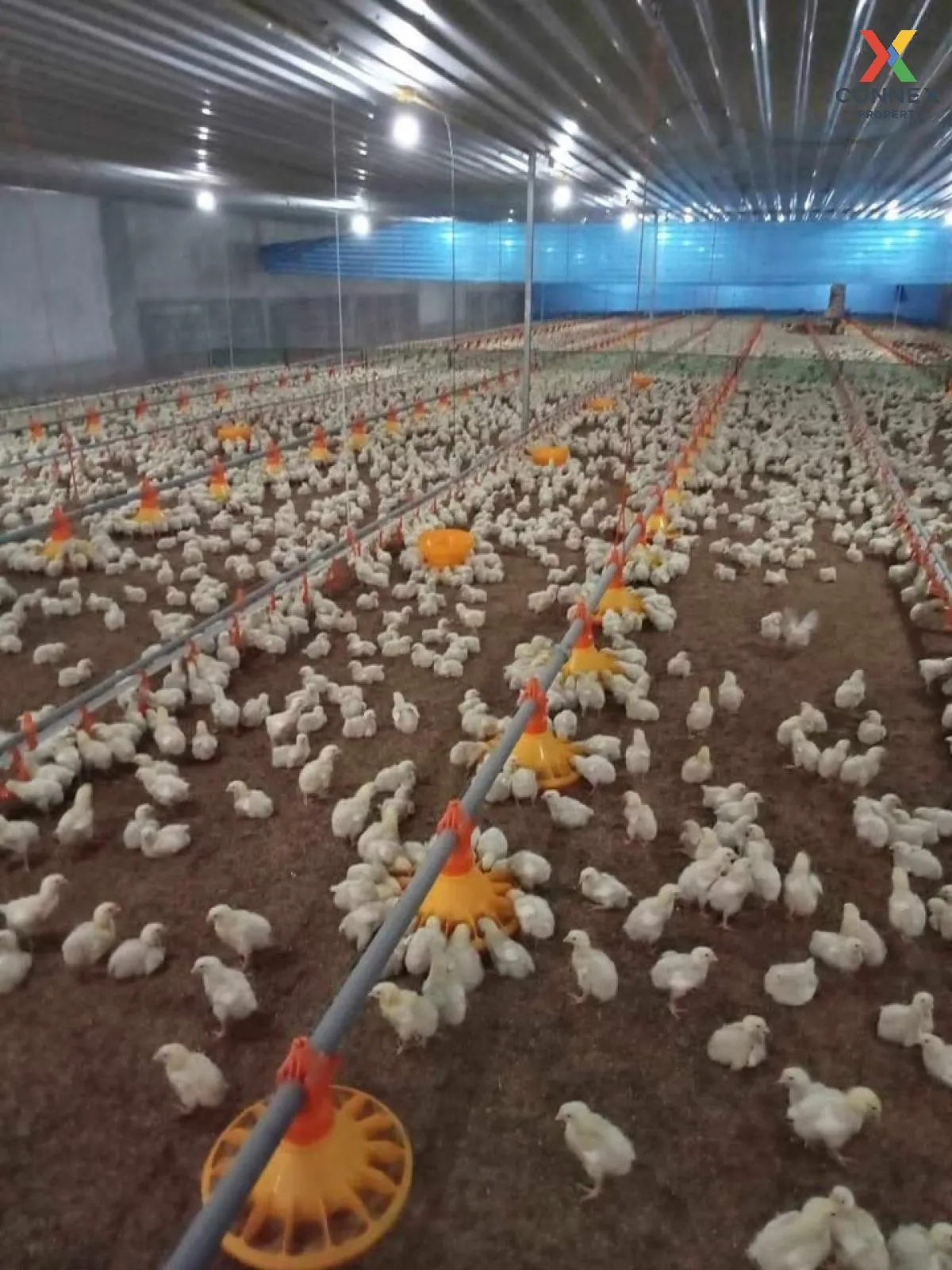 ขายขายฟาร์มไก่พันธ์เนื้อ ปงยางคก ห้างฉัตร ลำปาง CX-114928