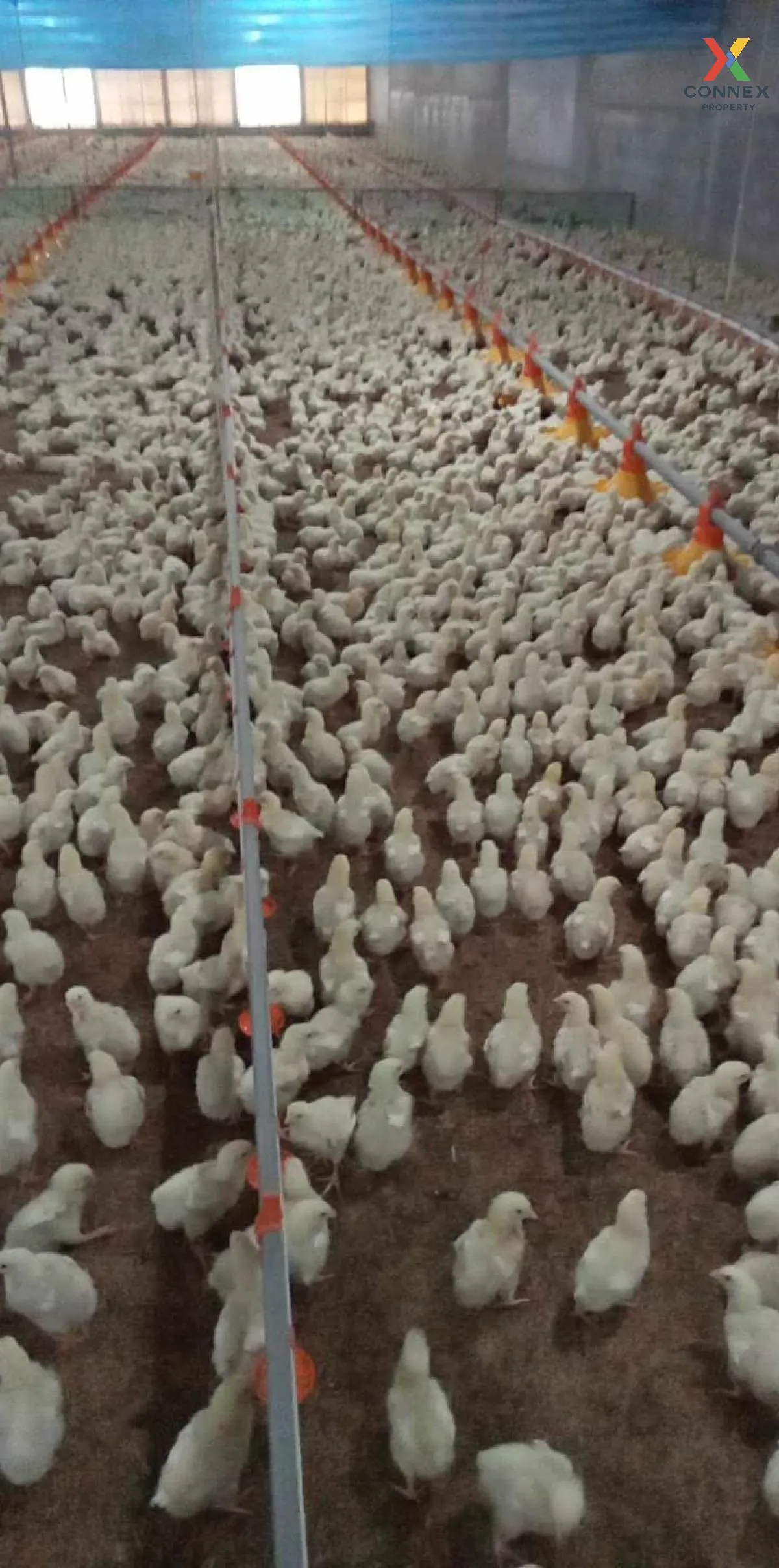 ขายขายฟาร์มไก่พันธ์เนื้อ ปงยางคก ห้างฉัตร ลำปาง CX-114928