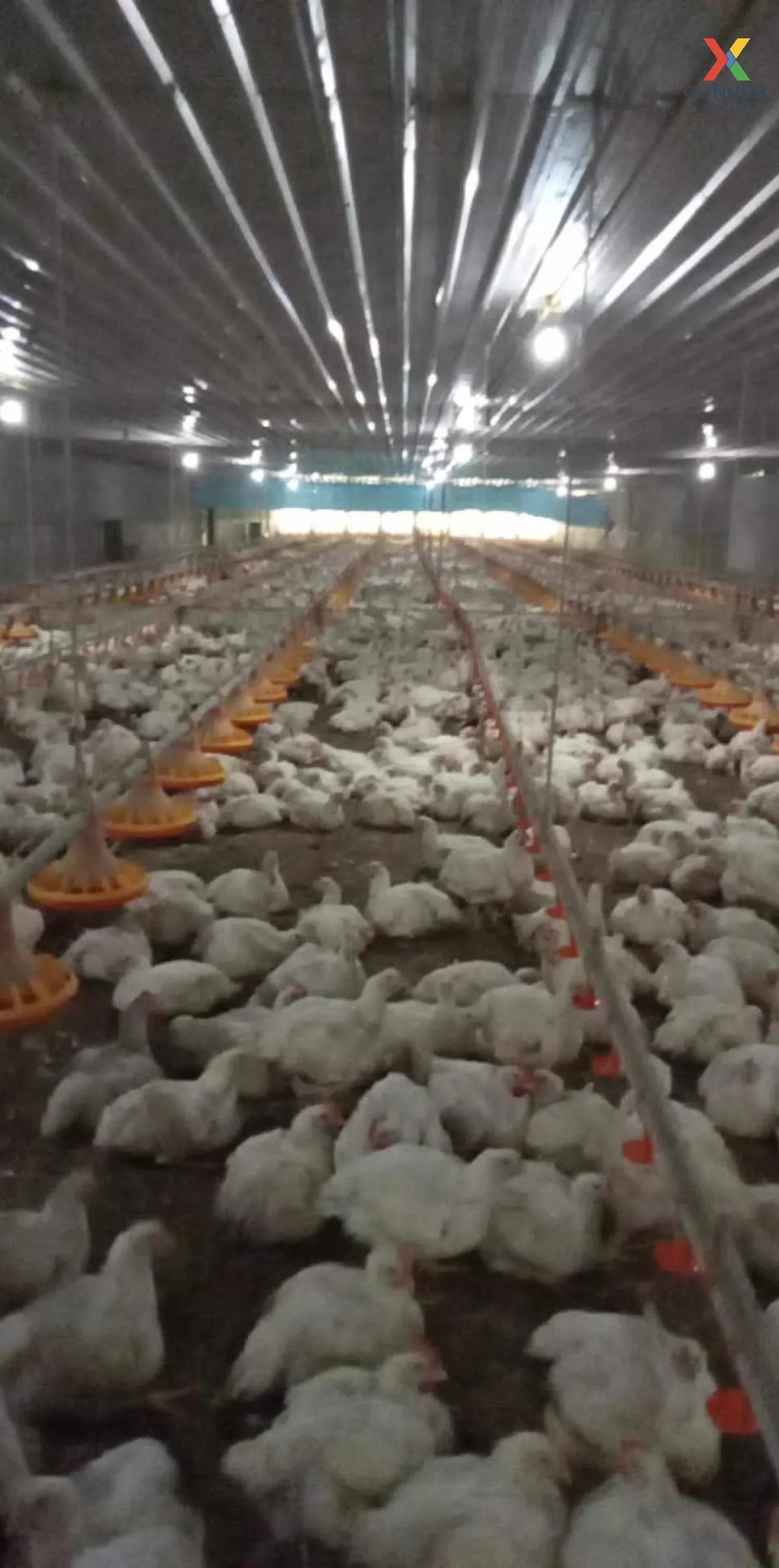 ขายขายฟาร์มไก่พันธ์เนื้อ ปงยางคก ห้างฉัตร ลำปาง CX-114928