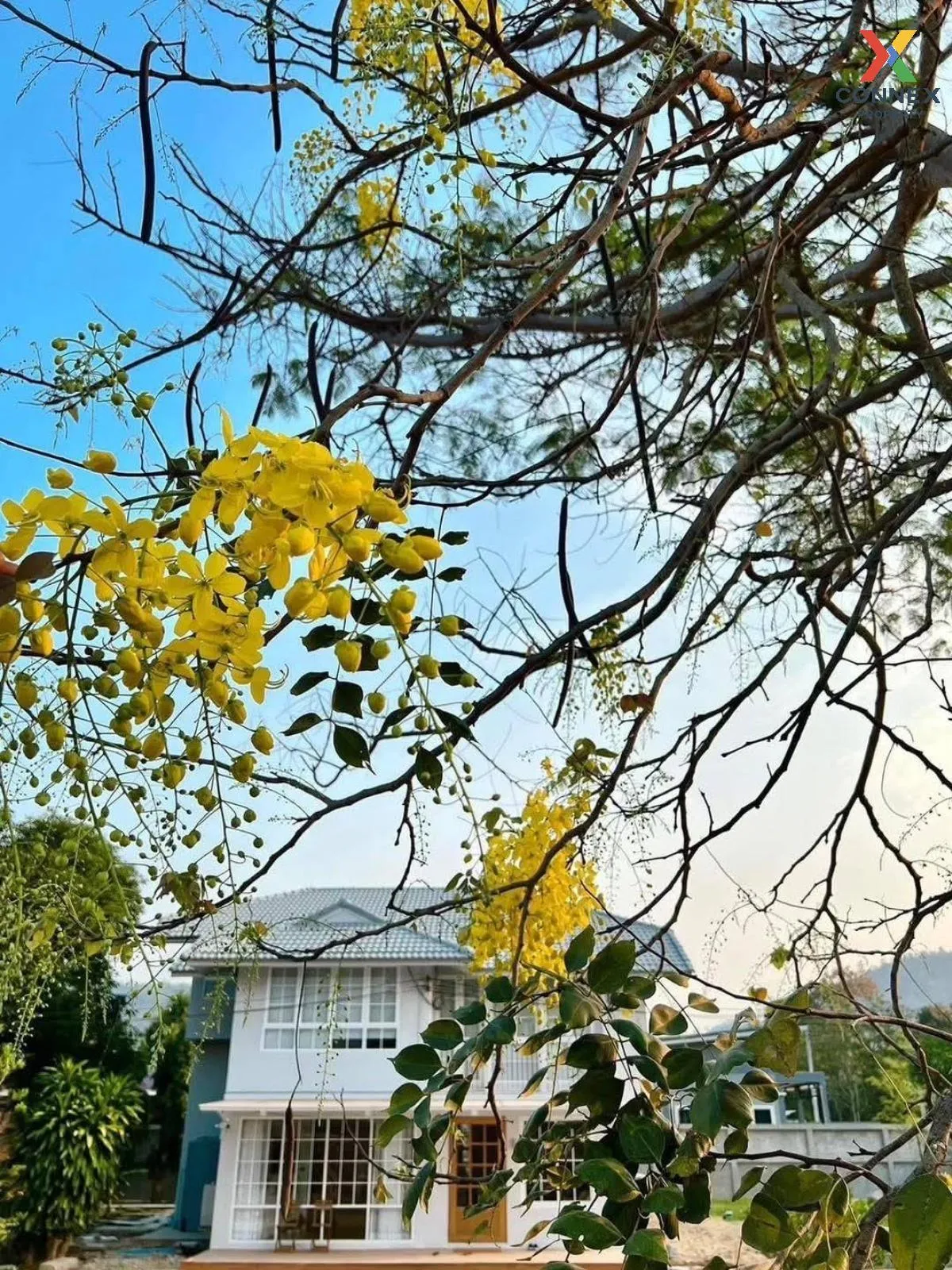 ขายบ้านเดี่ยว 2 ชั้นท่ามะขาม กาญจนบุรี รีโนเวทใหม่ ท่ามะขาม เมือง ขายบ้านเดี่ยว 2 ชั้นท่ามะขาม กาญจนบุรี รีโนเวทใหม่ ท่ามะขาม เมือง 2