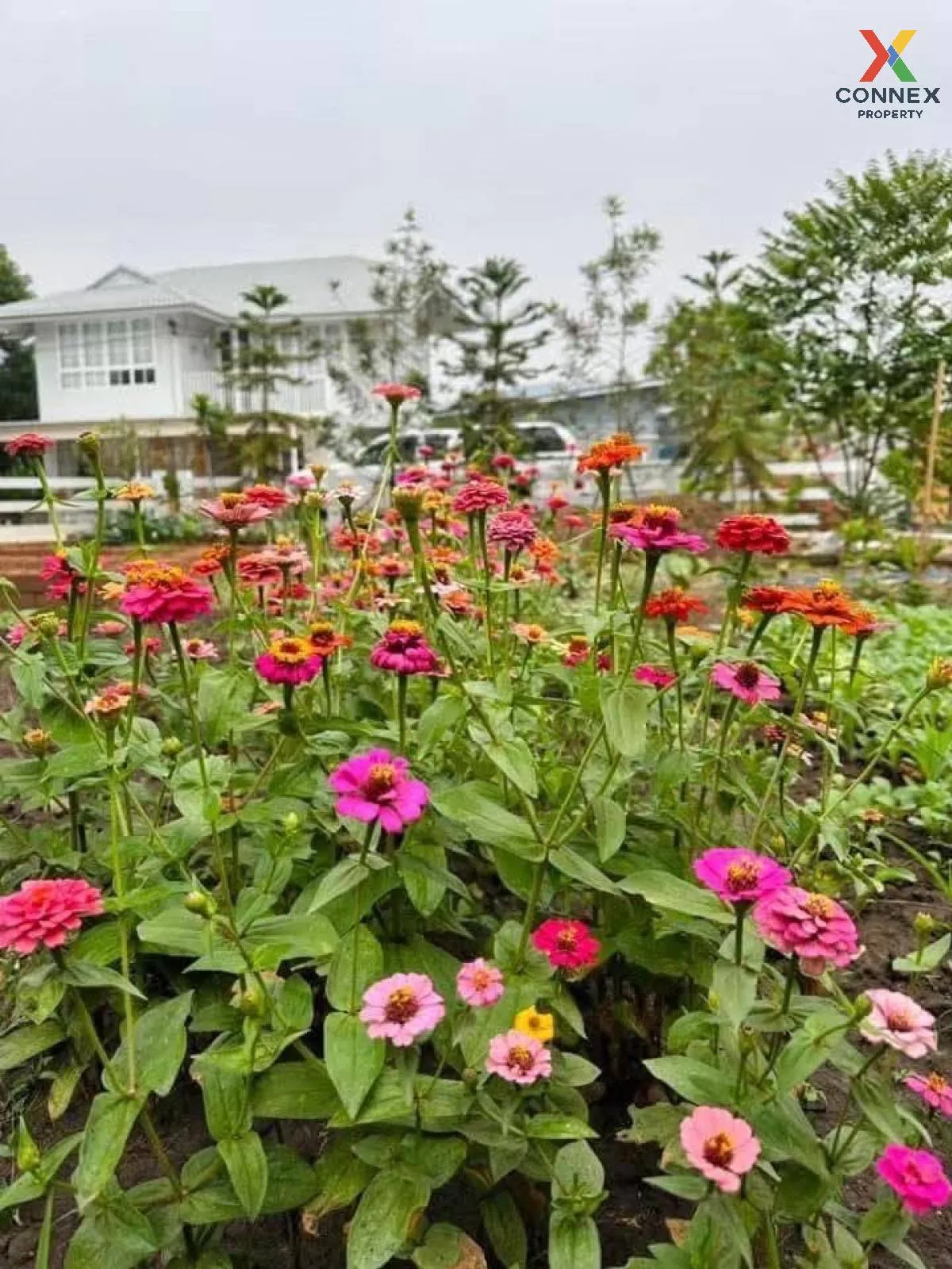 ขายบ้านเดี่ยว 2 ชั้นท่ามะขาม กาญจนบุรี รีโนเวทใหม่ ท่ามะขาม เมือง ขายบ้านเดี่ยว 2 ชั้นท่ามะขาม กาญจนบุรี รีโนเวทใหม่ ท่ามะขาม เมือง