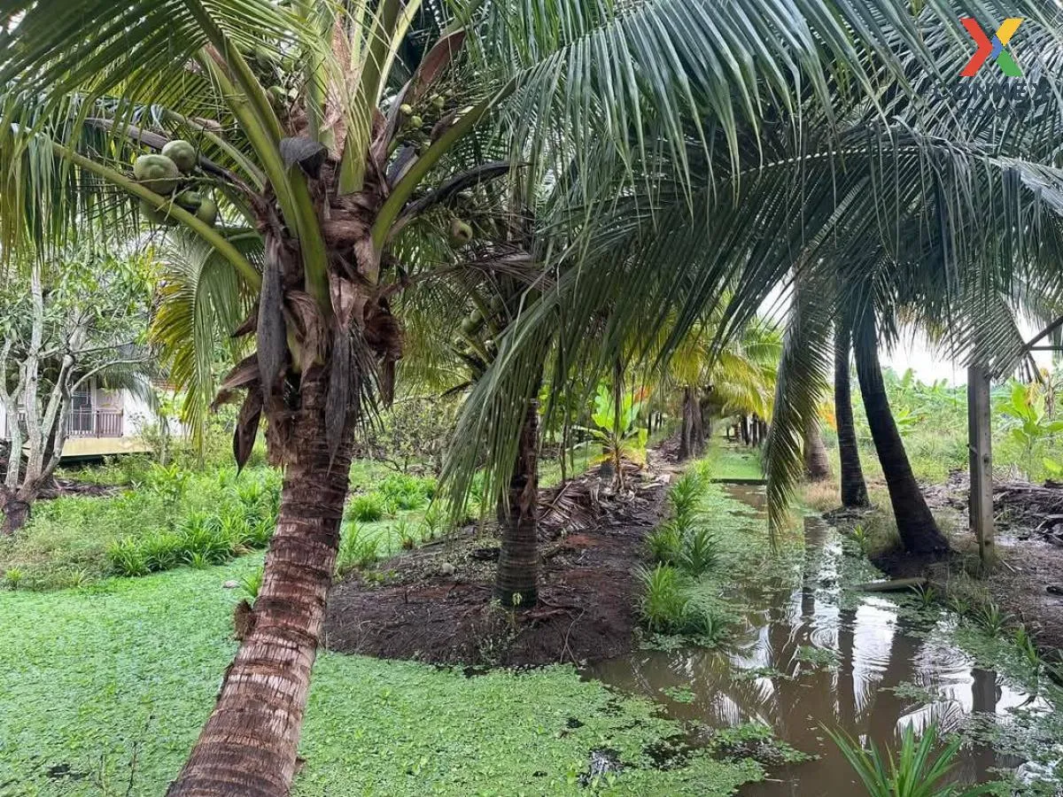 ขายบ้านพร้อมสวนมะพร้าว ราชบุรี คูบัว เมืองราชบุรี ราชบุรี CX-1171 4