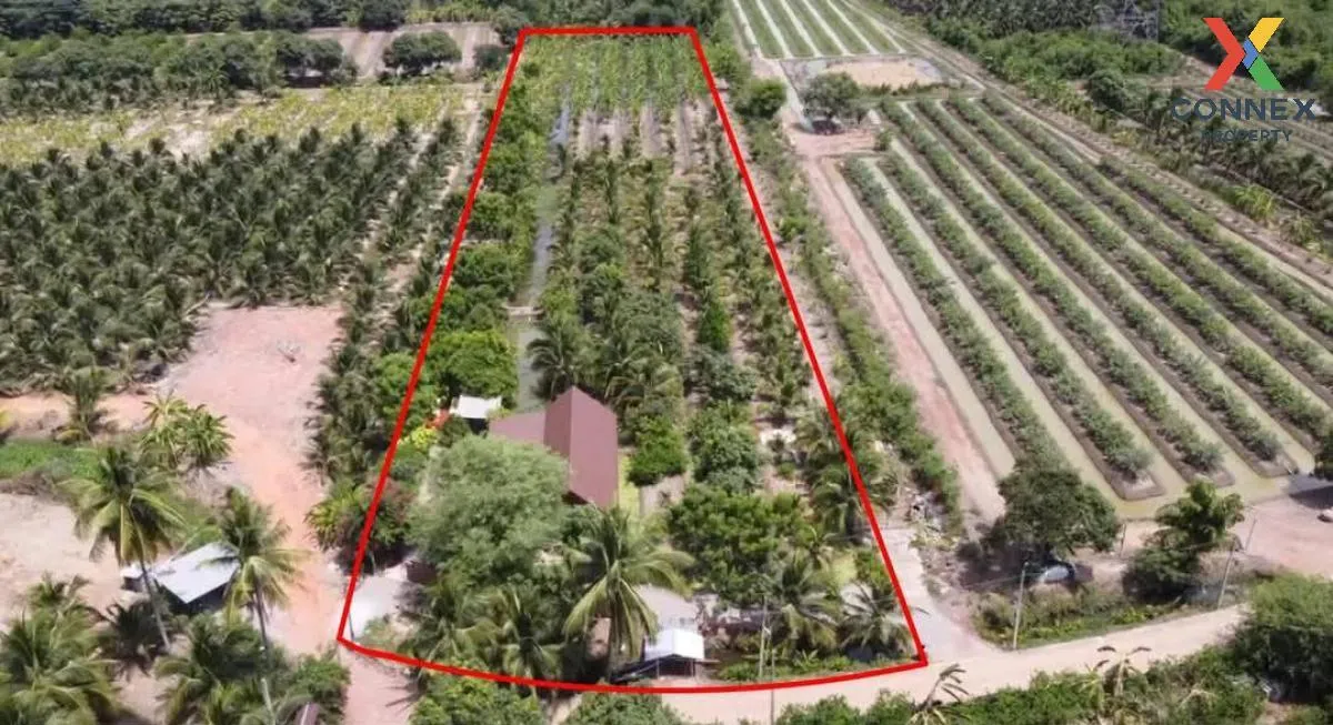 ขายบ้านพร้อมสวนมะพร้าว ราชบุรี คูบัว เมืองราชบุรี ราชบุรี CX-1171