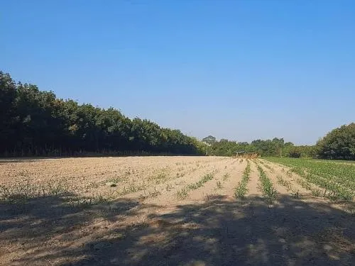 ขายที่ดินเปล่า บ้านนากอก บ้านนา นิคมคำสร้อย มุกดาหาร CX-117207