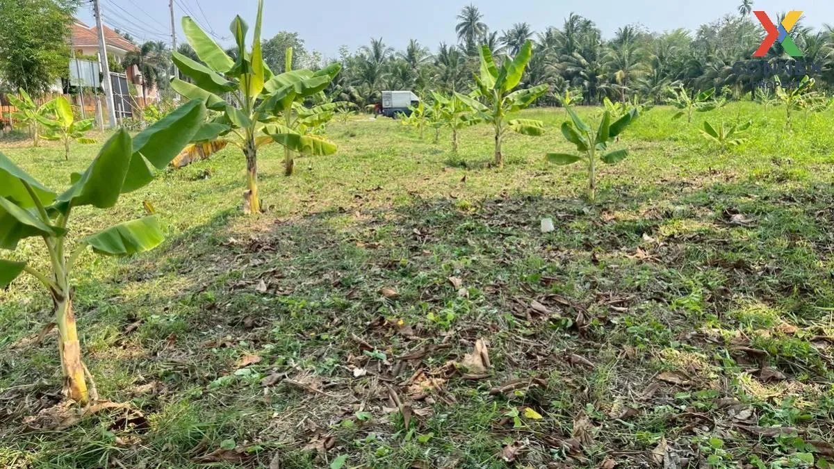 เช่าที่ดินเปล่า เนื้อที่6ไร่3งาน  สวนหลวง อัมพวา สมุทรสงคราม สวนห เช่าที่ดินเปล่า เนื้อที่6ไร่3งาน  สวนหลวง อัมพวา สมุทรสงคราม สวนห