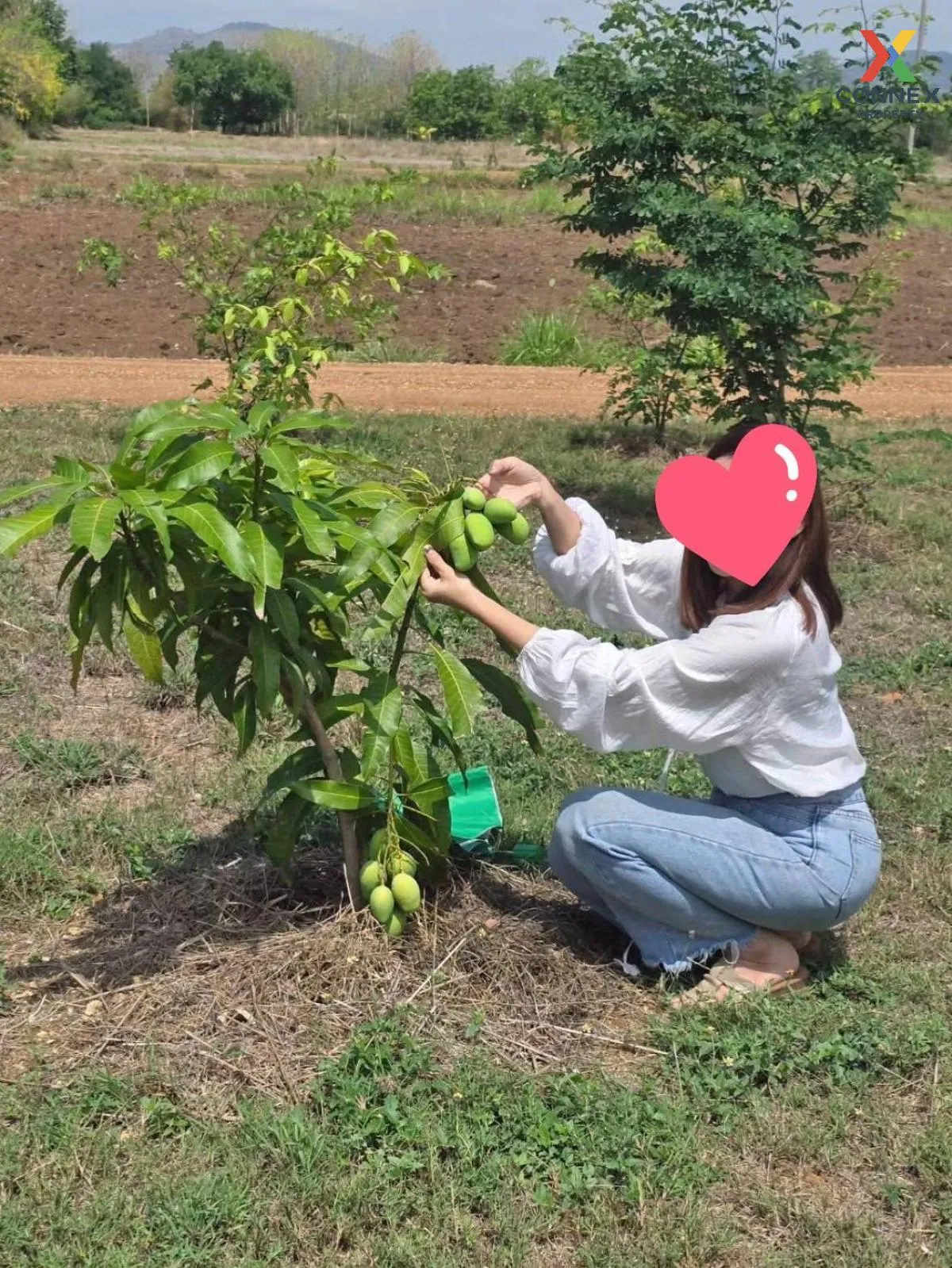 ขายที่ดินเปล่า เนื้อที่ 1 ไร่  77 ตารางวา บ้านโภชน์ หนองไผ่ เพชรบ