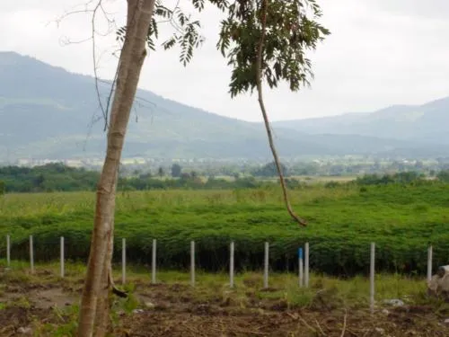 For Sale Vacant land 3 rai 3 ngan 35 sq m Khao Yai , Wang Sai , Pak Chong , Nakhon Ratchasima , CX-126164