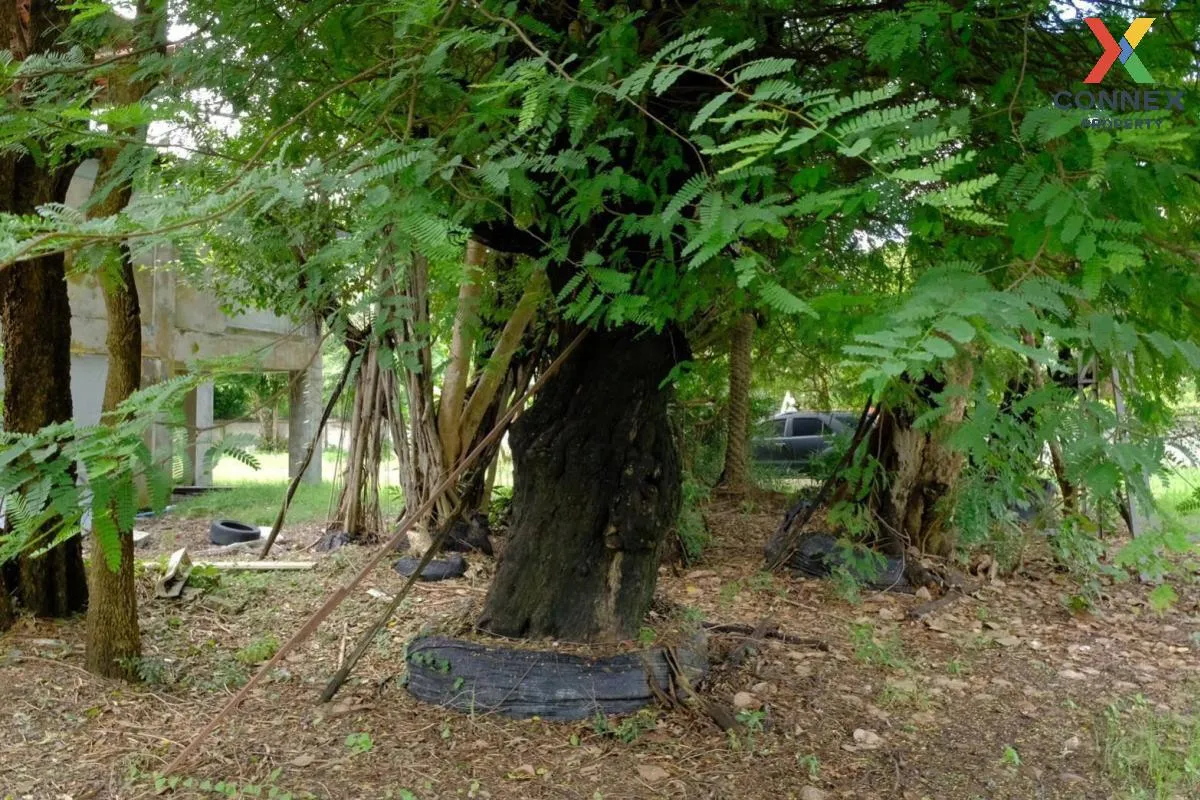 ขายที่ดินเปล่า พื้นที่ 5-1-44 บางปลาม้า สุพรรณบุรี โคกคราม บางปลา 2