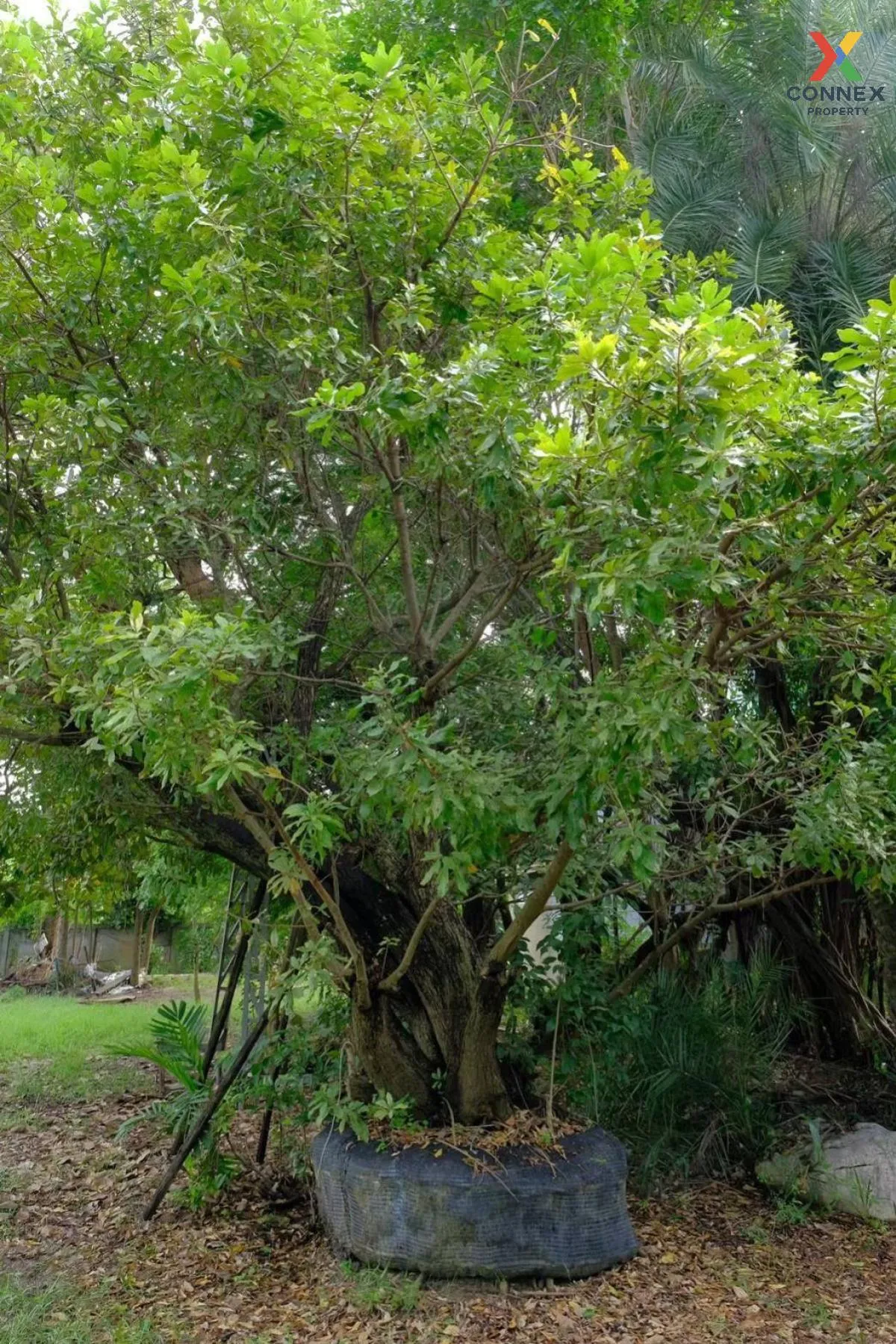 ขายที่ดินเปล่า พื้นที่ 5-1-44 บางปลาม้า สุพรรณบุรี โคกคราม บางปลา 4