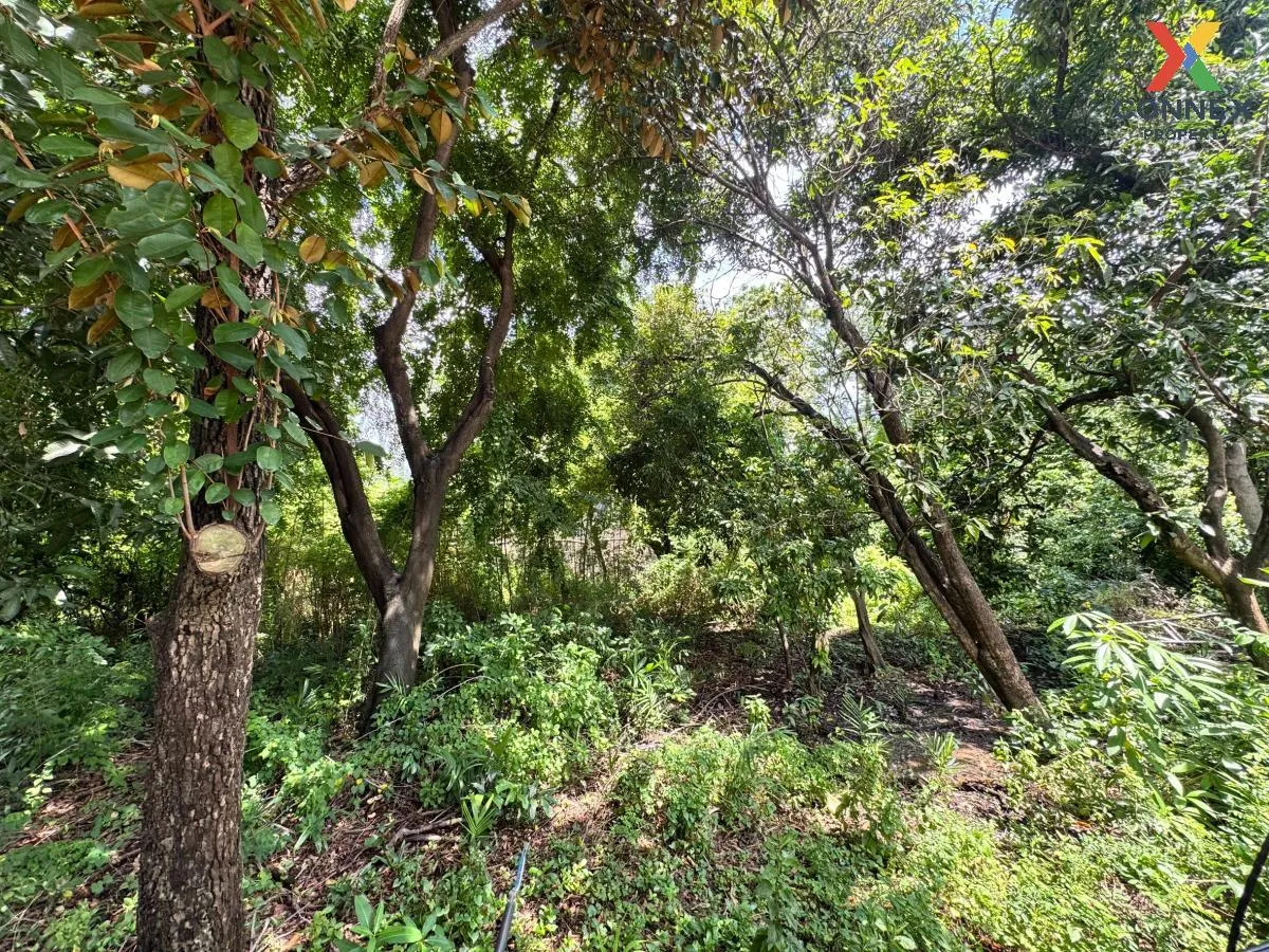 ขายที่ดินทำเลศักยภาพ โซนทาวน์อินทาวน์ พลับพลา เขต วังทองหลาง กรุง 4