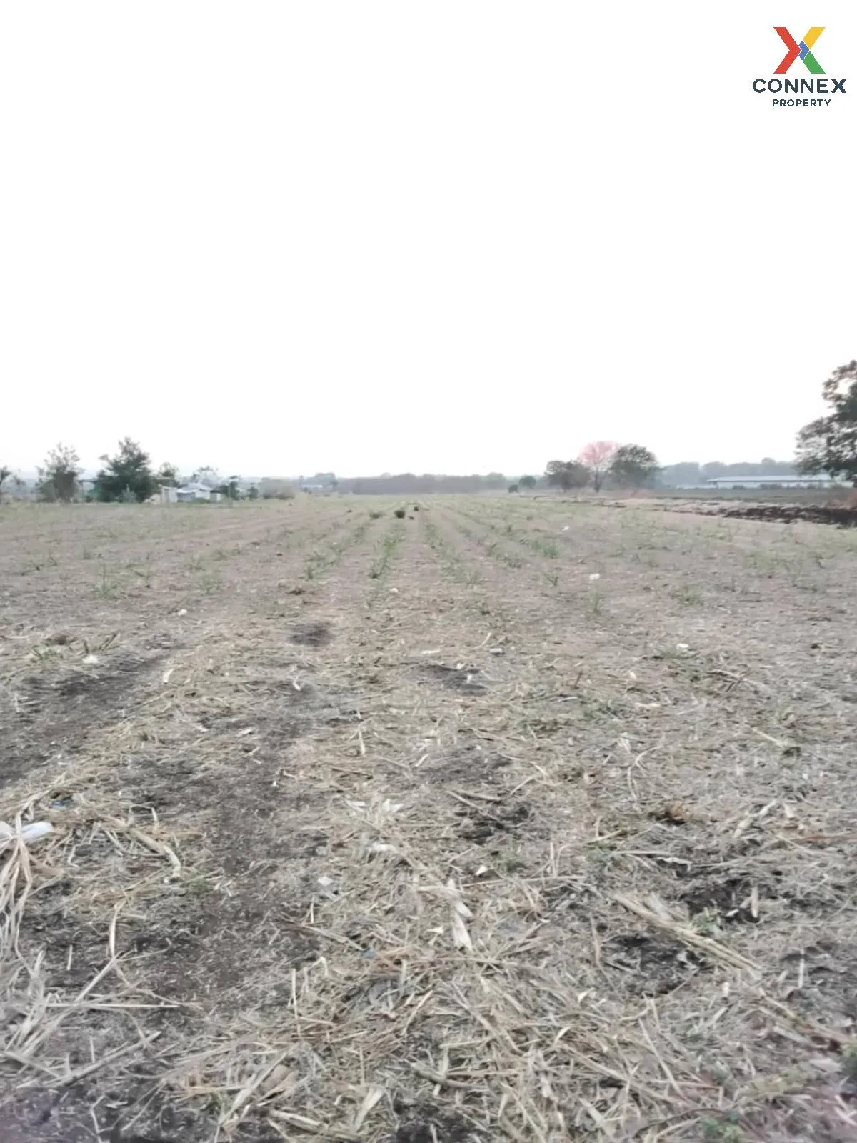 For Sale Vacant Land Phatthana Nikhom  Lopburi  CX-132784 For Sale Vacant Land Phatthana Nikhom  Lopburi  CX-132784 2