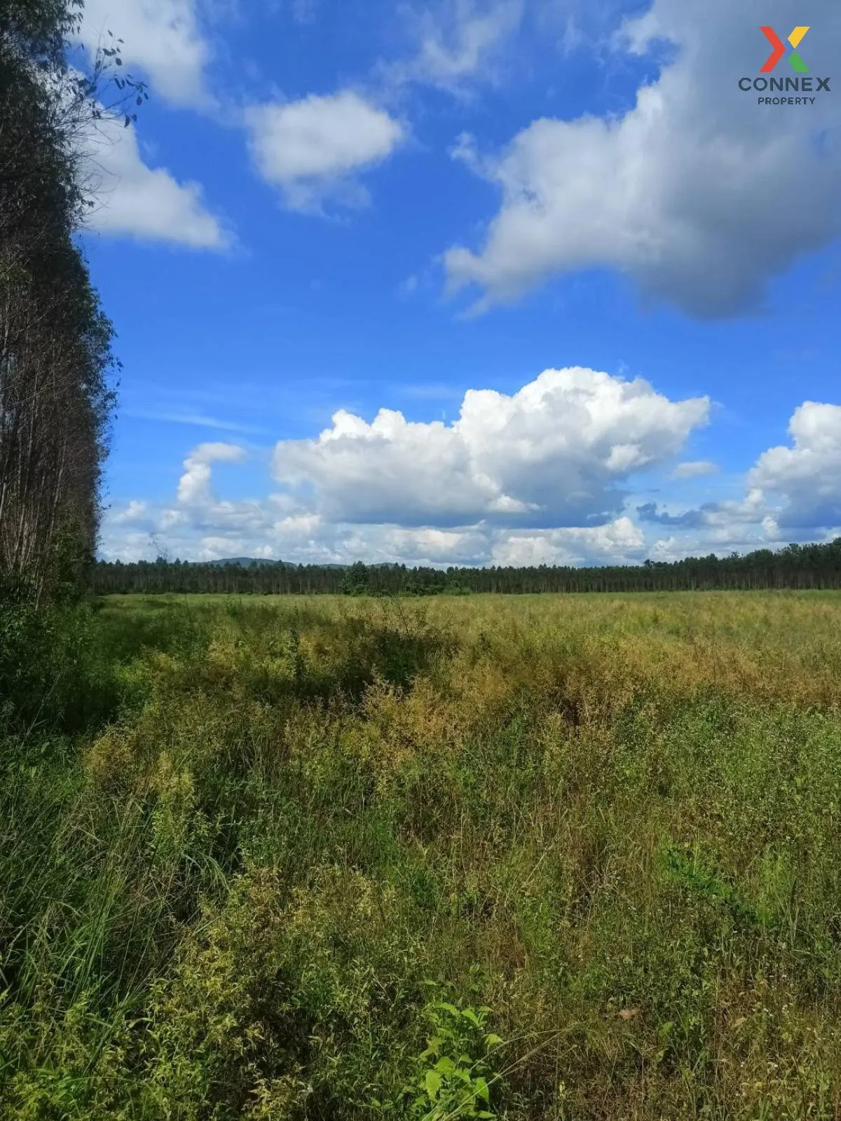 ขายที่ดิน อ.กบินทร์บุรี จ.ปราจีนบุรี  CX-132940 ขายที่ดิน อ.กบินทร์บุรี จ.ปราจีนบุรี  CX-132940 4