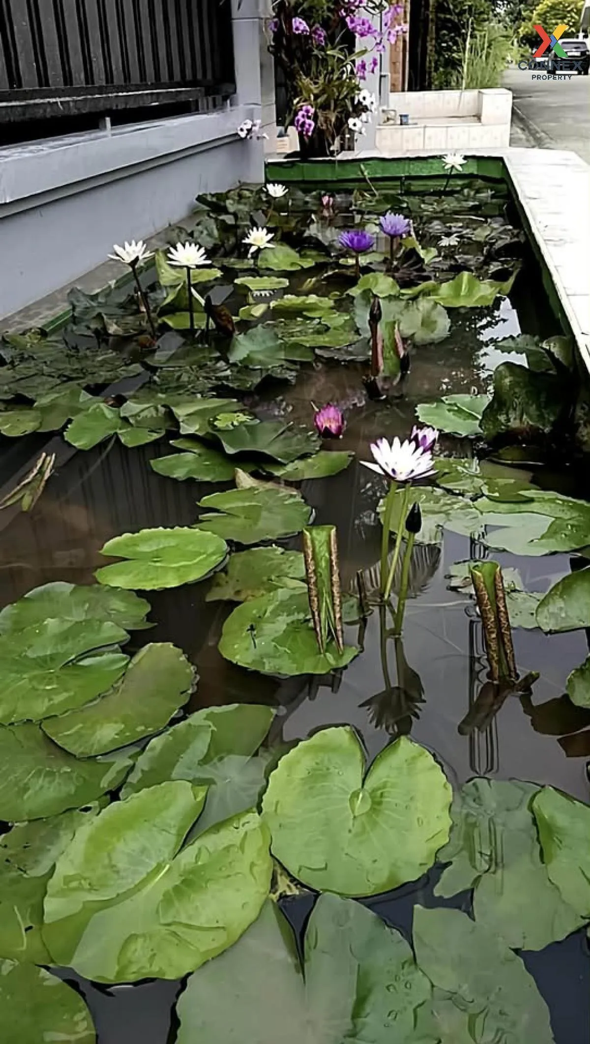 ขายหมู่บ้านดิโอเรียนตัลเฮ้าส์ วิวสวย หน้ากว้าง รีโนเวทใหม่ บางบัว ขายหมู่บ้านดิโอเรียนตัลเฮ้าส์ วิวสวย หน้ากว้าง รีโนเวทใหม่ บางบัว