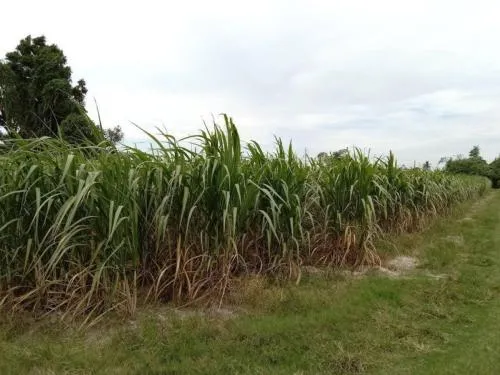 For Sale Prime Land for Sale Near Nong Mon Market, Mueang Chonburi CX-133167