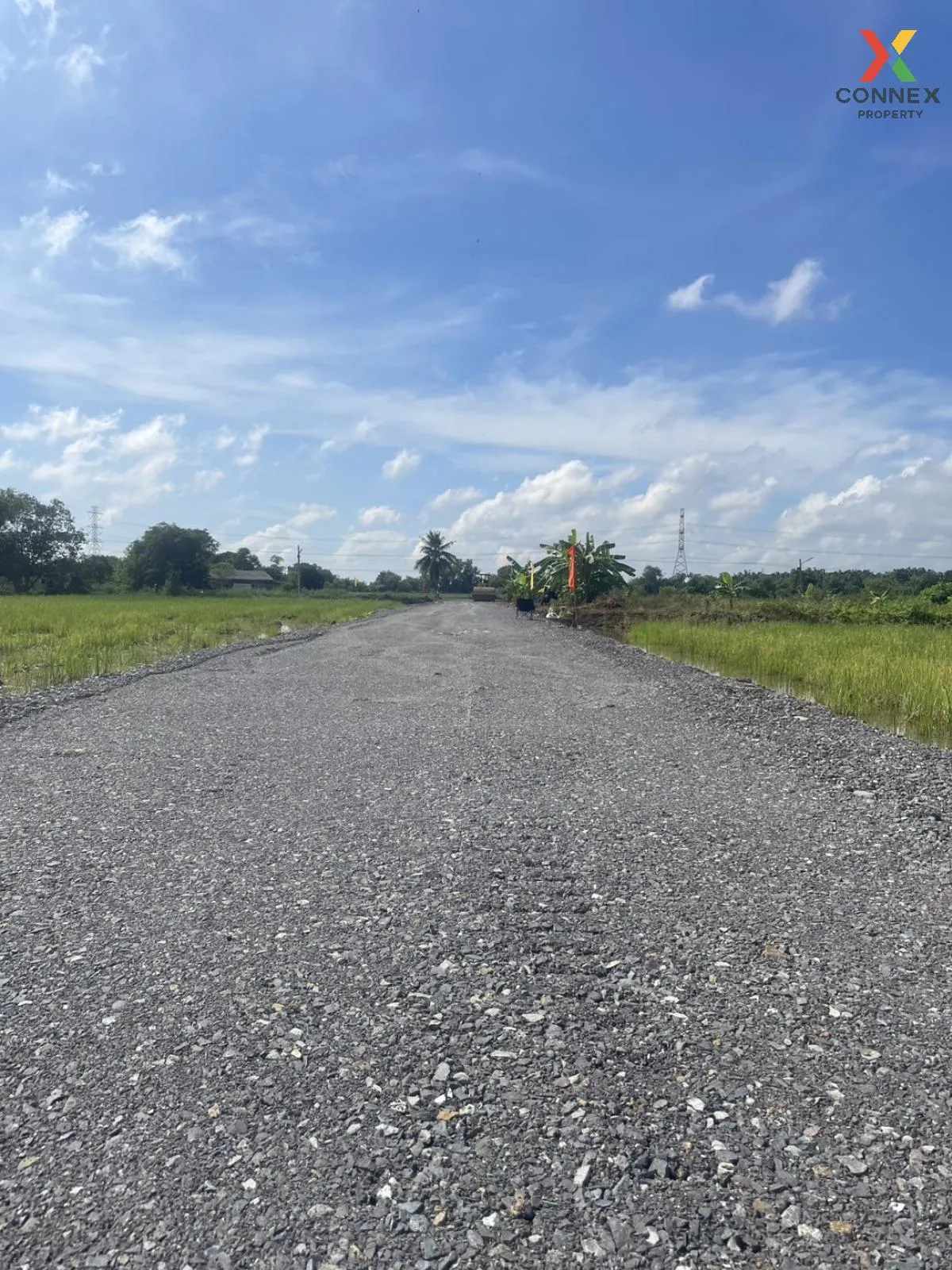 For Sale Vacant Land : 3 Ngan 99 Square Wah, Nong Suea District, 