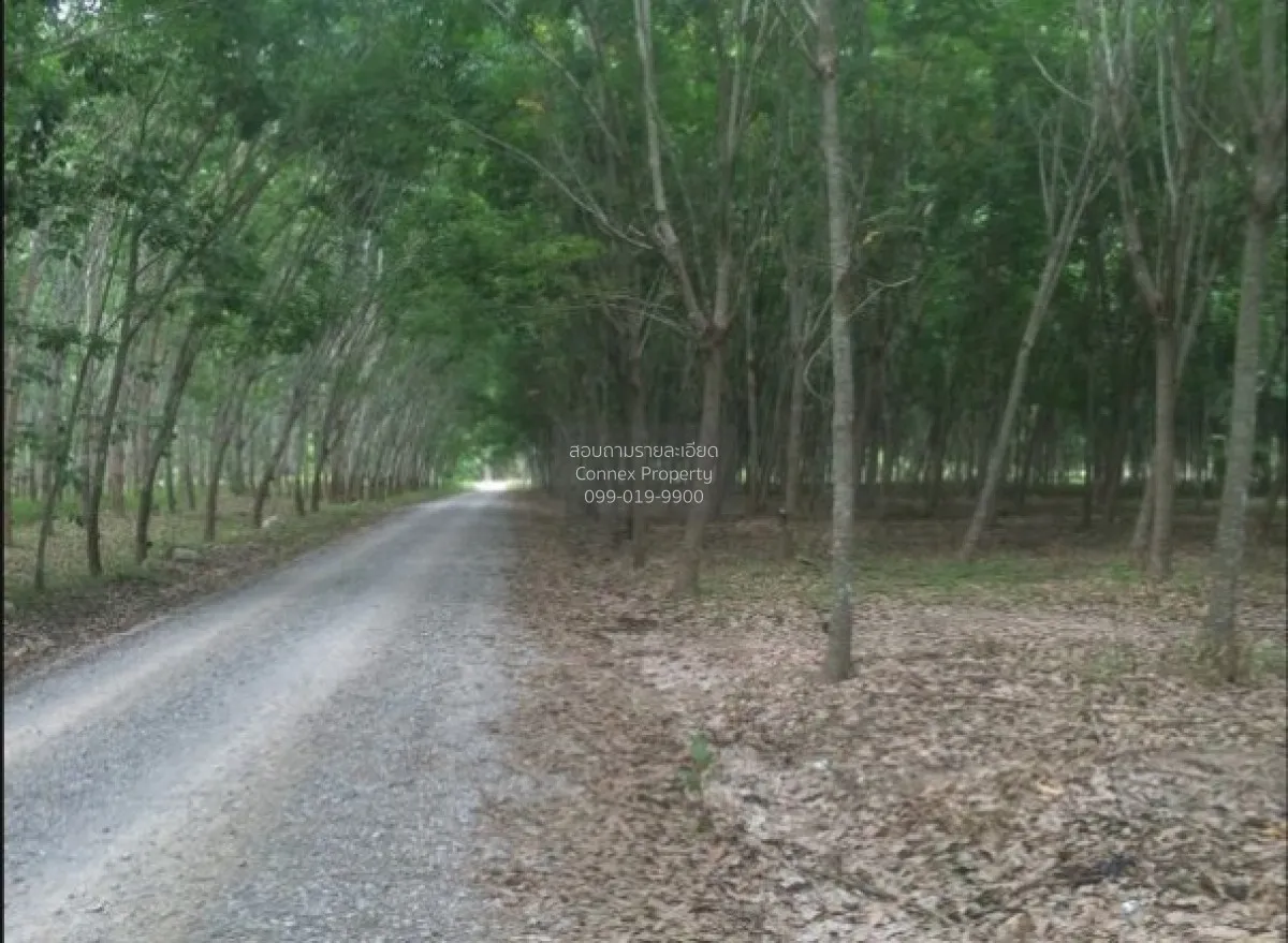 ขายสวนยาง 103 ไร่ โฉนดครุฑแดง อ.พุนพิน จ.สุราษฎร์ธานี เขาหัวควาย 