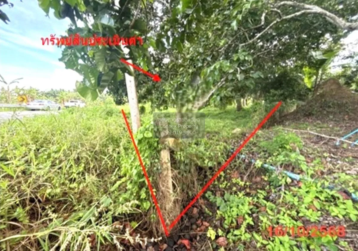 For Sale land area 0-3-79.50 square wah Khlong Noi Surat Thani ,  3