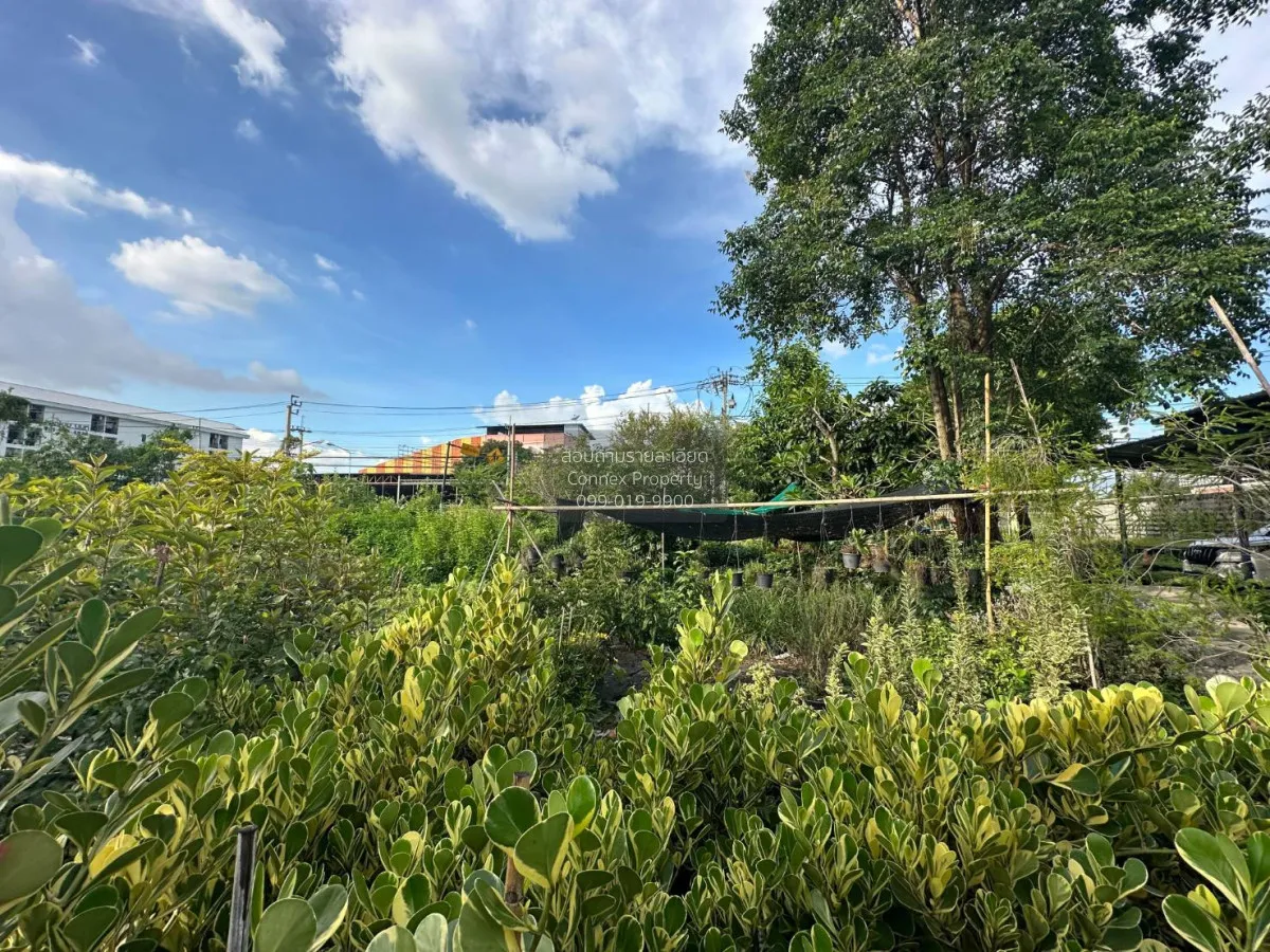 ขายบ้านเดี่ยว 2 ชั้น 5-0-40 ไร่ บางกรวย - ไทรน้อย นนทบุรี บางกร่า 4