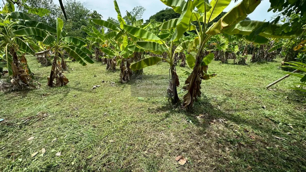 For Sale Land for sale , 417sqw chiang mai , nice view , Nong Phu 2