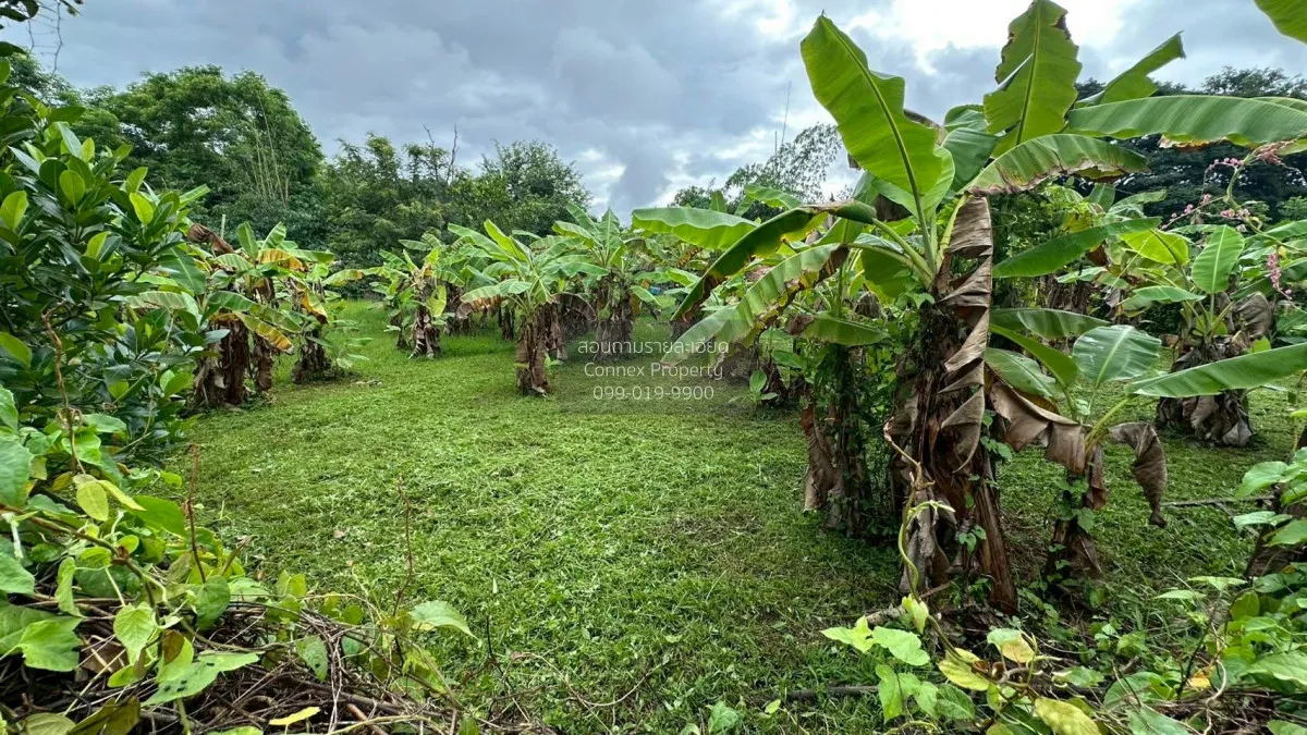 For Sale Land for sale , 417sqw chiang mai , nice view , Nong Phu