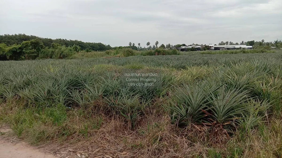 For Sale Land for Sale: 24-0-50 Rai in Mueang Prachuap Khiri Khan 1