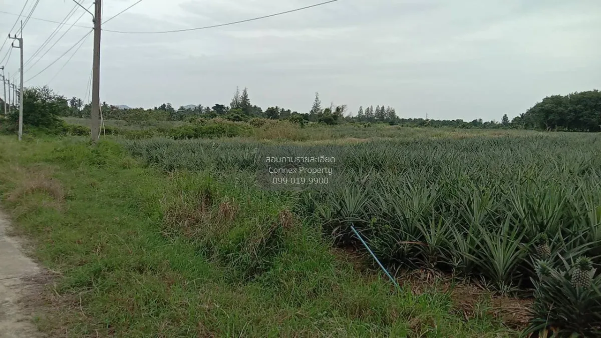 For Sale Land for Sale: 24-0-50 Rai in Mueang Prachuap Khiri Khan 2
