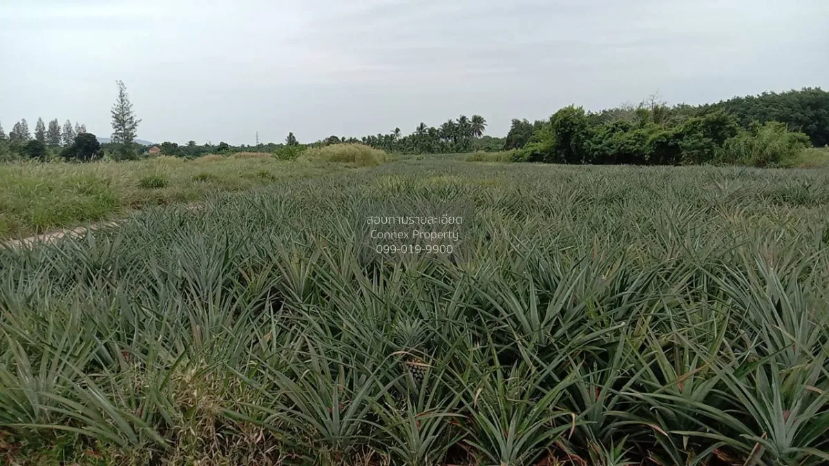 For Sale Land for Sale: 24-0-50 Rai in Mueang Prachuap Khiri Khan 3