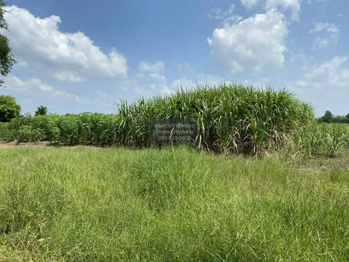 ขายที่ดิน 20 ไร่ อ.หันคา จ.ชัยนาท CX-145162 3