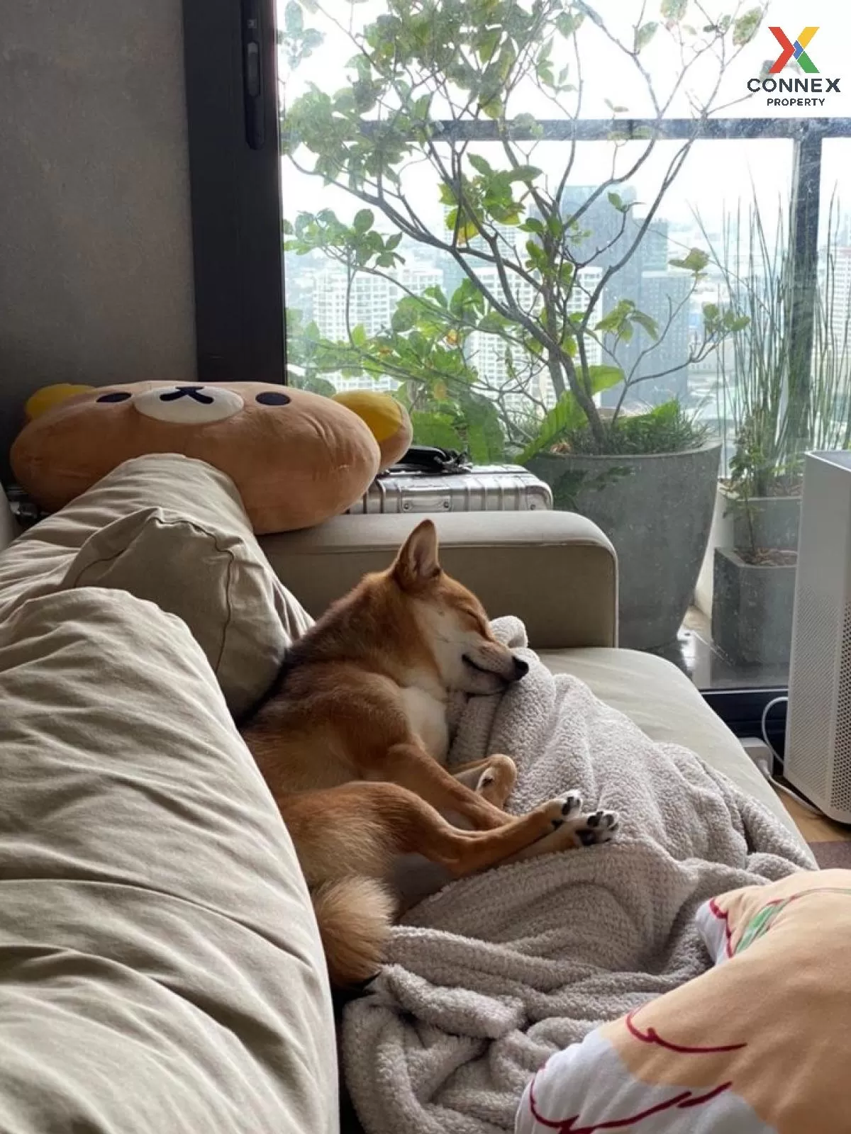 For Rent Condo , M Ladprao , BTS-Ha Yaek Lat Phrao , Chomphon , C 3