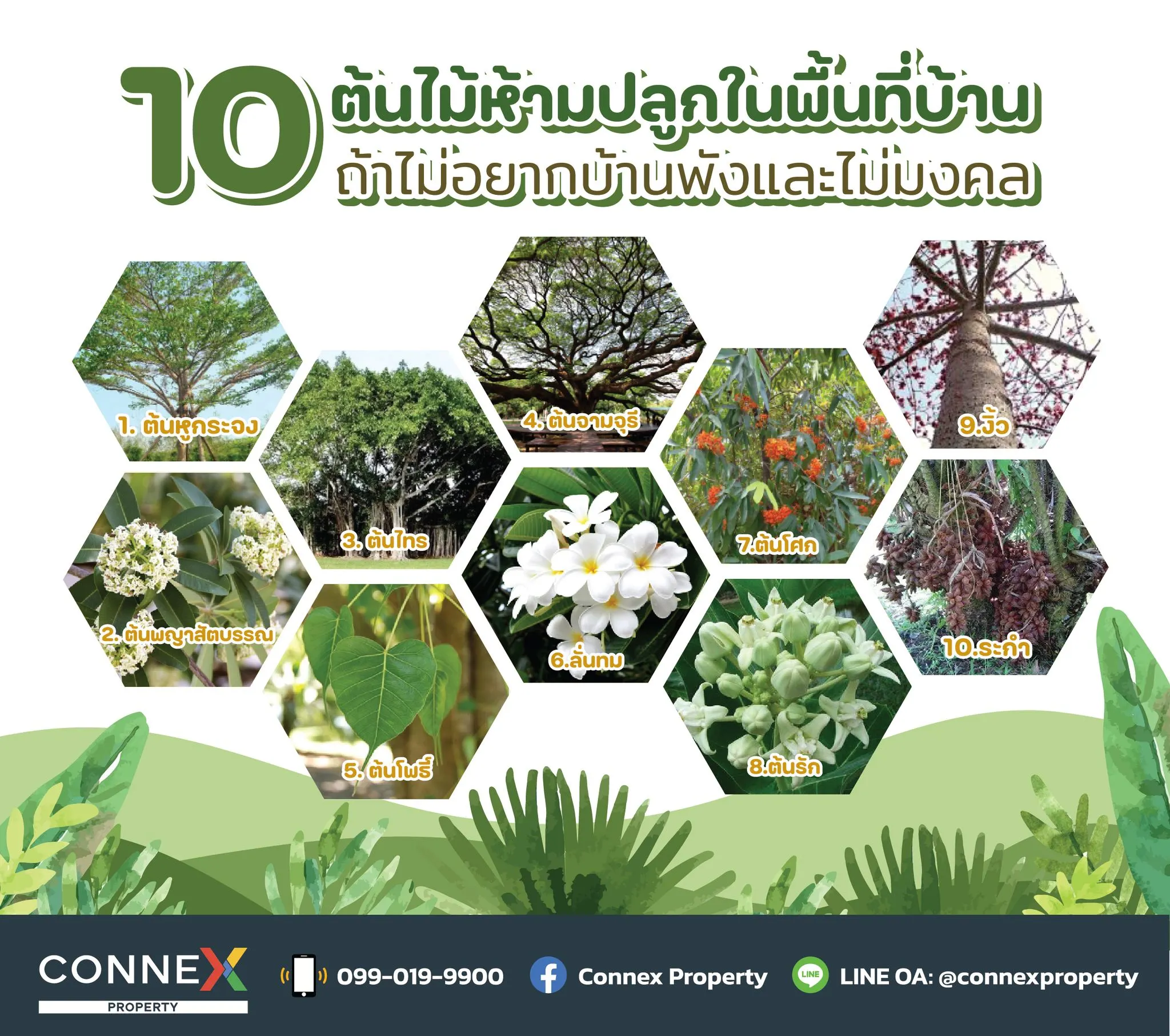 10 ต้นไม้ห้ามปลูกในพื้นที่บ้าน (ถ้าไม่อยากบ้านพังและไม่มงคล)